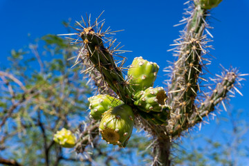 Prickly Fruit