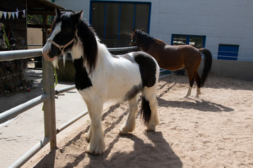 brown horse in the stable