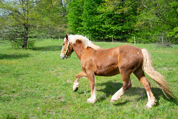 Obraz premium mare and foal