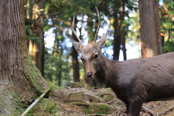 Nara Park in Nara Prefecture, Japan and the scenery of deer living in the park