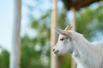 Obraz premium portrait of a goat