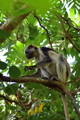 Zanzibar red colobus in Jozani forest. Tanzania, Africa