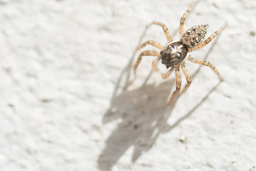 Close up view of a Little Wolf spider on a wall