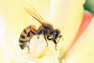 Close-Up Of Honey Bee Pollinating Yellow Flower