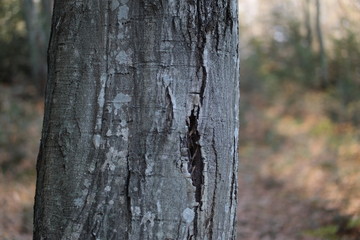 Obraz premium bark of a tree