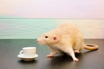 White rat or mouse sitting with a white cup of tea or coffee on a black and rainbow background. The concept of morning, breakfast, coffee break, new year with copyspace
