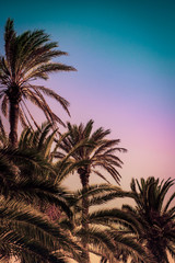Fototapeta na wymiar Row of Tall Palm Trees at Sunset