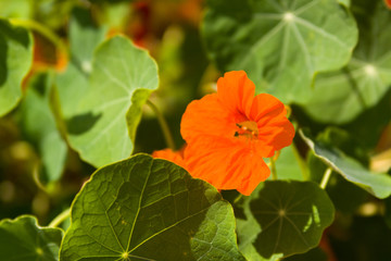 The large Nasturtium (Tropáeolum május), also the large Capuchin is an annual herbaceous plant, a species of the genus Tropaeolum of the family Tropaeolaceae. Type species of this genus.