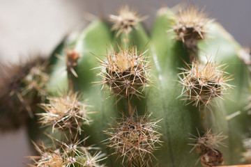 Cactus Spines Detail Texture Close up