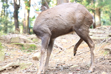 Nara Park in Nara Prefecture, Japan and the scenery of deer living in the park