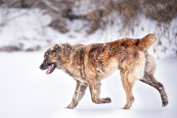 Brown Asian shepherd in winter day during snow