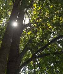 Sunlight steaming through the branches and leaves of a tree