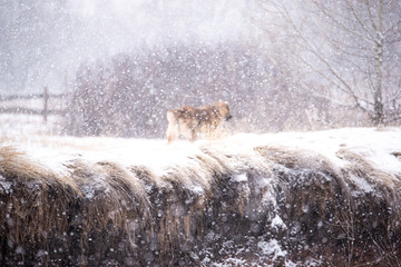Brown Asian shepherd in winter day during snow