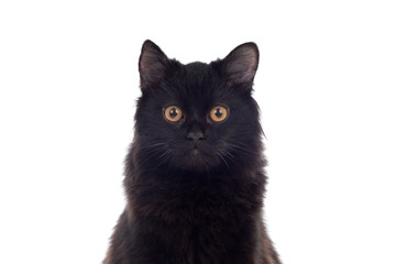 Adorable Black Persian cat