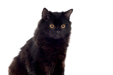 Adorable Black Persian cat