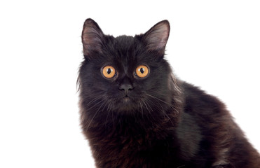 Adorable Black Persian cat