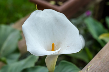 White flower