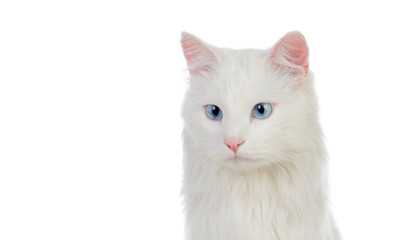 Adorable White Persian Cat