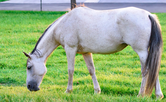  Mare Grazing on Fresh Grass Equine Coat Color of Fleabitten Gray Beautiful