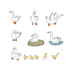 Set with Goose and ducks, nest and eggs. Farm animals.