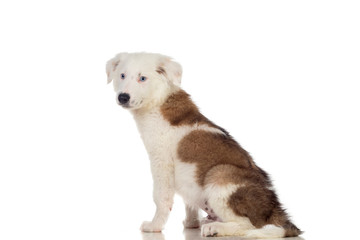 Nice puppy with brown and white hair