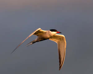 Common tern in golden evening light