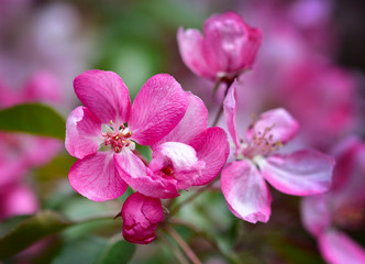 Fototapeta na wymiar Bright pink flowers of spring apple tree close-up