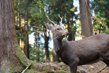 Nara Park in Nara Prefecture, Japan and the scenery of deer living in the park