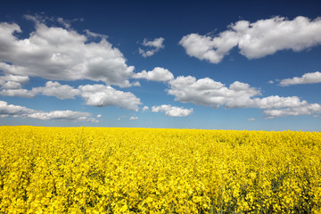 Obraz premium Rapeseed flower field on a sunny day