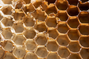 Full frame Shot of Honeycombs Cells