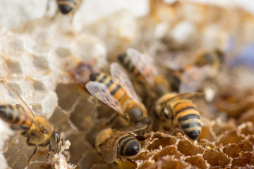 Bees Working in The Honeycomb