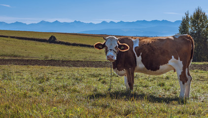 Tatry i krowa © kamil