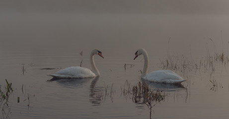 zakochane łabędzie © kamil