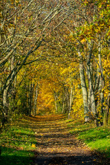 Beautiful coloured hiking path shaped like a tunnel with yellow foliage