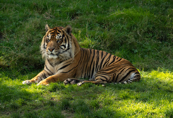 Fototapeta na wymiar Tiger relaxing in grassy field at Tacoma's Point Defiance Zoo