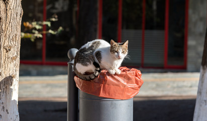 Street cat sitting on the garbage bin outdoors