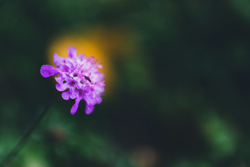 Fototapeta na wymiar Wild pink flower, natural background