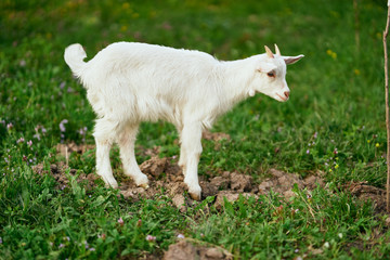 Obraz premium white goat on a meadow