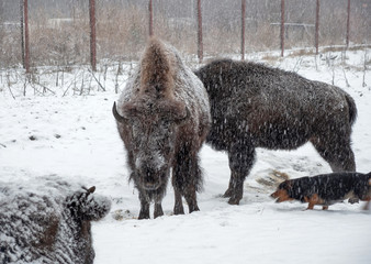 Family of bison on the field on a snowy winter day