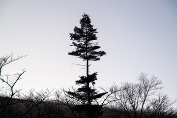 木のシルエット