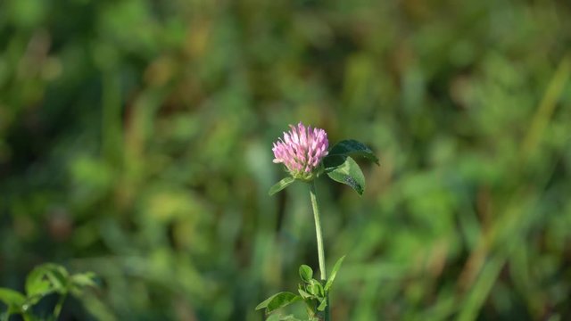 Flower of the clover field close up. Red purple clover trefoil flowers trifolium pratense close up view summe time in green grass