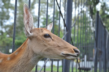 portrait of a dappled deer