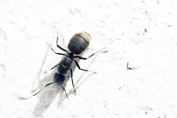 Black Garden Ant Walking on a Wall Close Up