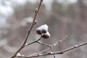 Alder branch with small cones strewn with fresh snow, photographed in close-up