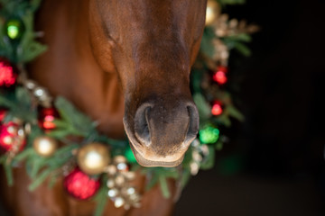 Christmas Horse - Powered by Adobe
