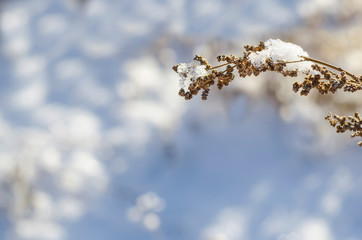 Winter background- dried blade of grass with snow with selective focus with copy space  on a blurry blue background. Idea for website design.
