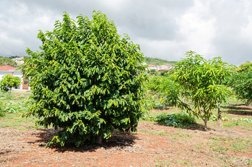 Soursop Tree In Orchad