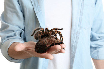 Man holding hairy striped knee tarantula, closeup