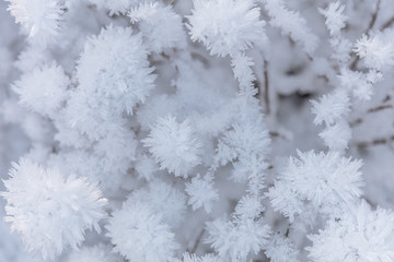 Frozen flowers, very beautiful nature