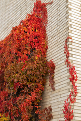 Brick wall with Parthenocissus quinquefolia at autumn